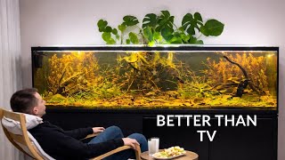 Aquarium Therapy – My New Screen Time