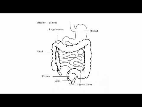 Acute Abdomen - Most common causes