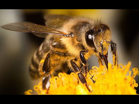 Povestea siroparului bio