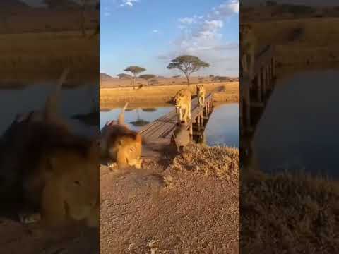 WARTHOG VS LION 🦁 FUNNY MOMENTS 😂