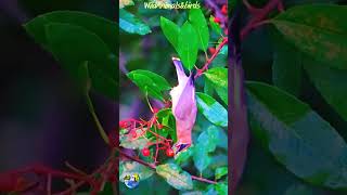 Cedar waxwing #birds #shortvideo #amazing