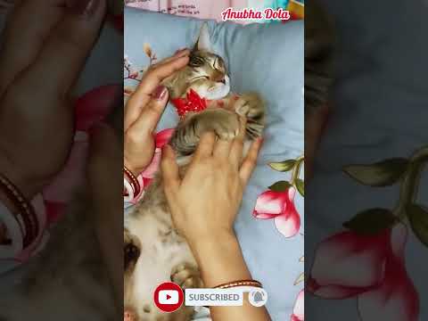 Simba Sona sleeping time | Anubha Dola |