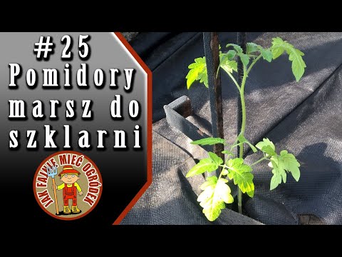 #25 Pomidory marsz do szklarni
