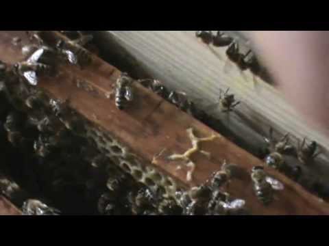 2. Video Manual Apicol: Avantajele in practica la noul tip de Bio Stup - apicultura incepatori 2/2