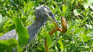 Download lagu Burung-burung Luar Biasa yang Berburu Ikan - Bangau, Kuntul, dan Anhinga mp3