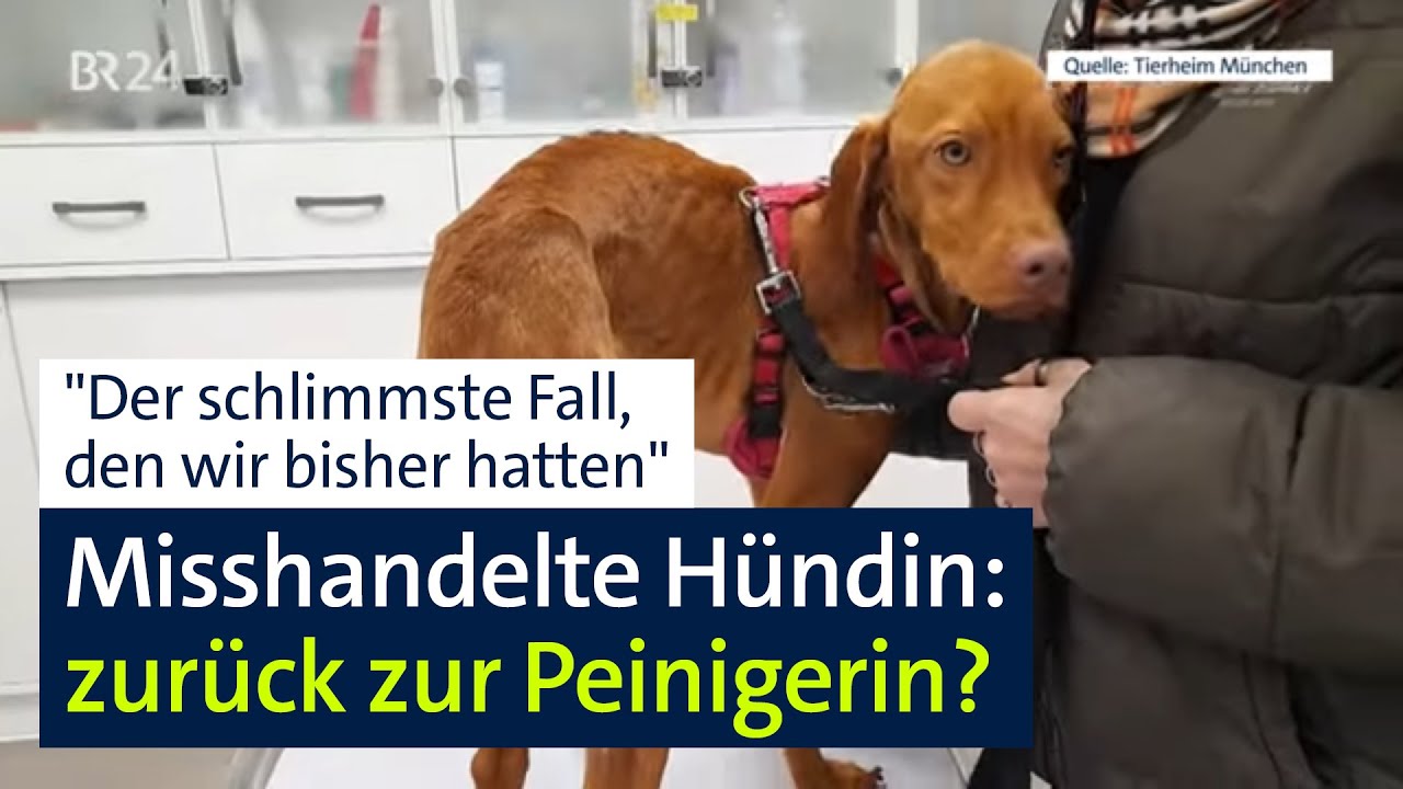 Tierheim schreitet ein: Misshandelte Hündin zurück zur Peinigerin? | Abendschau | BR24