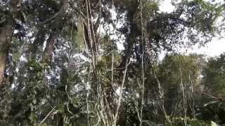 preview picture of video 'Parque de la Exotica Flora Tropical Misión nuestra Señora del Carmen - San Felipe, Venezuela'