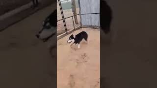 Video preview image #1 Siberian Husky Puppy For Sale in Cedar Crest, NM, USA
