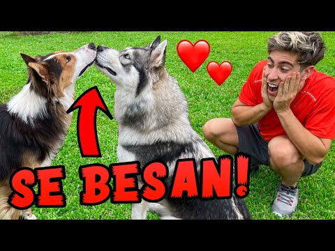 LES PRESENTO AL NOVIO DE MI PERRITA HELA !!!