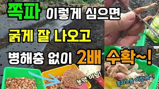 쪽파 심는시기 쪽파파심는방법 병해충 없이 잘자라요 쪽파 이렇게 잘라 심으세요 쪽파종자소독