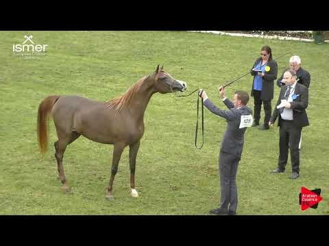 N.125 FORELOCKS YINX - Strohen 2019 C European - 3 year old Fillies (Class 5)