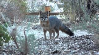preview picture of video 'Gray Fox at the Devil's PunchBowl (Pearblossom, Ca.) HD'