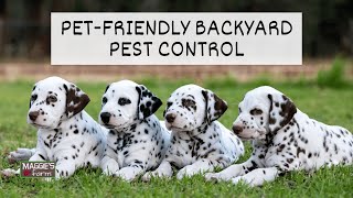 Pet Friendly Backyard Pest Control