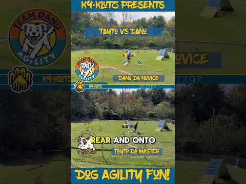 2 Parson Russell Terriers do Dog Agility! Master vs Novice