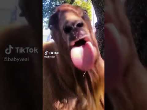 🐐 Bla bla bla🤪