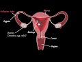 Female reproductive system | Reproduction | Biology class 10 | Khan Academy