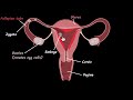 Female Reproductive System Reproduction Biology Class 10 Khan Academy