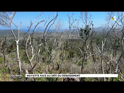 Mayotte face au défi du reboisement