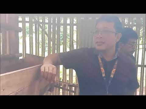 Kunjungan Kabid PMD Dinsospermasdes di Kebun Kelengkeng Kalibagor