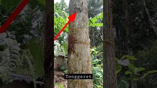 Download lagu cara menangkap tonggeret suara nyaring Di kebun #shorts mp3 Download lagu cara menangkap tonggeret suara nyaring Di kebun #shorts mp3