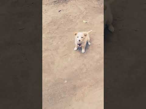 #shortsvideo#Dog