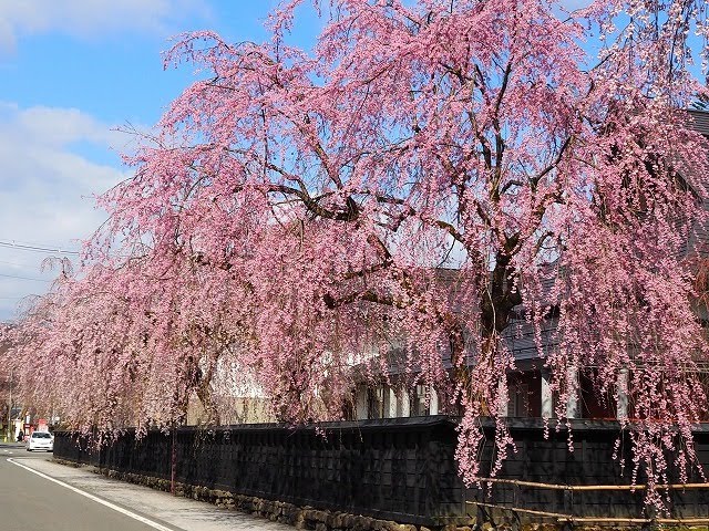 April 15, 2021 Cherry blossoms in Kakunodate