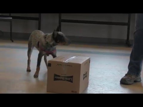 Clicker Training & Free-shaping -  An Asheville Humane Society Training Video