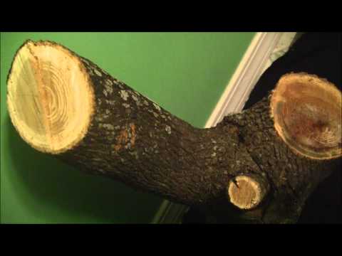 Palo Mayombe/ Palo Monte #3 English