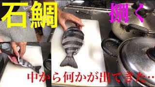 「捌く」  石鯛捌いたら中から何かが出てきた・・・
