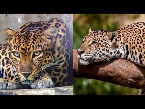 Diferenças entre a onça e o leopardo