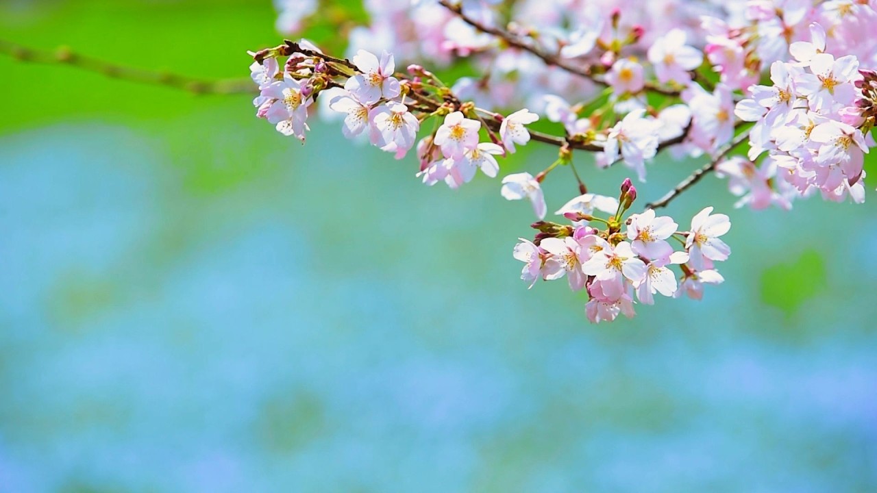 【アンビエント 癒しBGM】『ヒーリング・フォレスト』ストレス解消・リラックス・リフレッシュ｜心と身体のメンタルヒーリング音楽