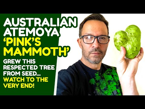 Pink's Mammoth Atemoya fruit tasting - WOW OH WOW!