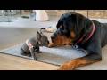 This Rottweiler S Reaction To A Tiny Puppy Will Melt Your Heart