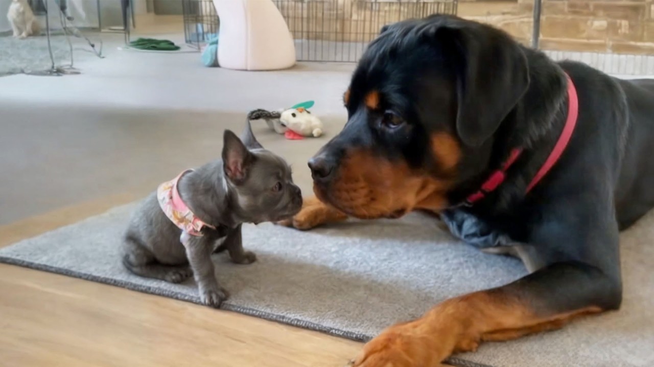 Rottweiler’s Reaction to Cute Puppy Will Make Your Day Rottweiler’s Reaction to Cute Puppy Will Make Your Day