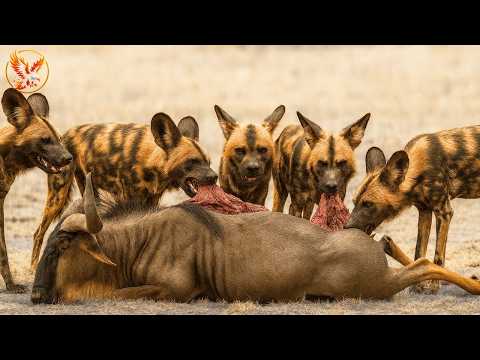Deadly Clash: Hyenas and Wild Dogs in a Bloody Hunt #wildlife | Animal documentary