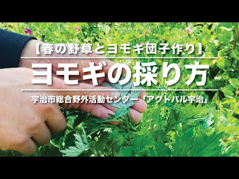 本物のよもぎ 植物