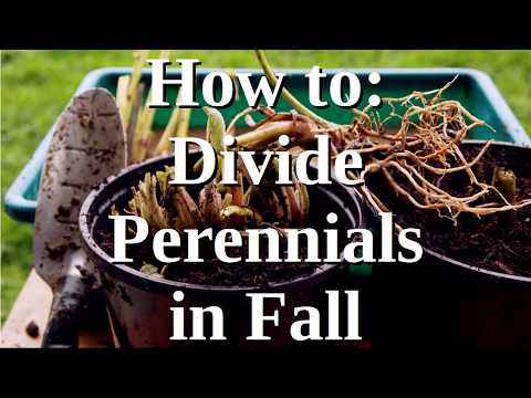 download lagu mp3 mp4 When Is It Too Late To Transplant Perennials, download lagu When Is It Too Late To Transplant Perennials gratis, unduh video klip When Is It Too Late To Transplant Perennials