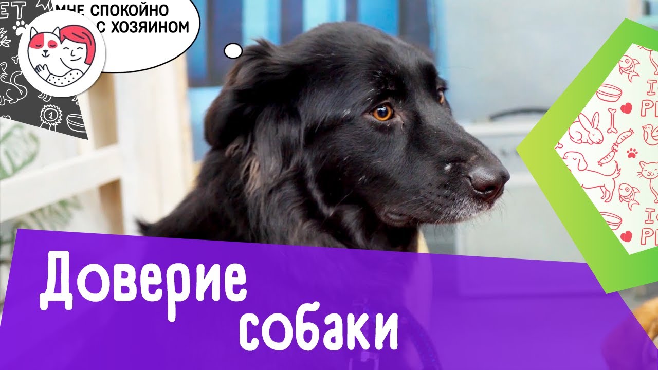7 доказательств того, что собака вам доверяет