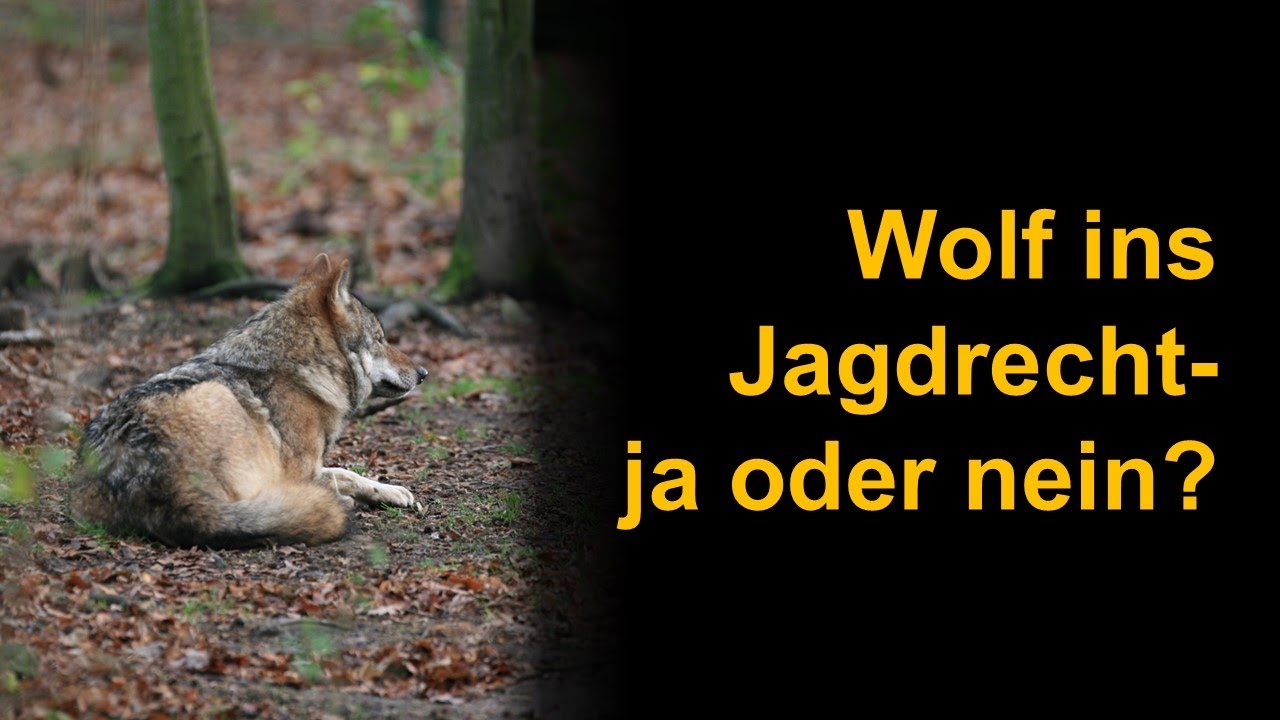 Wolf ins Jagdrecht - ja oder nein?