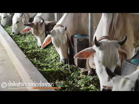 One day Grass sponsorship by  Rasagnya Mamidipalli 14 Jan 2019