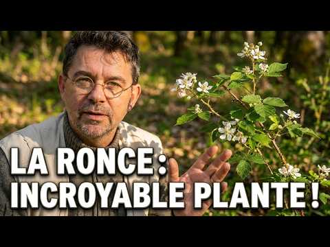 Bramble, a remarkable anti-aging plant