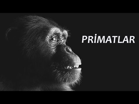 , title : 'Primatlar | 56 Milyon Yıl Önce'