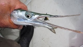 Ловля саргана на балтийском море