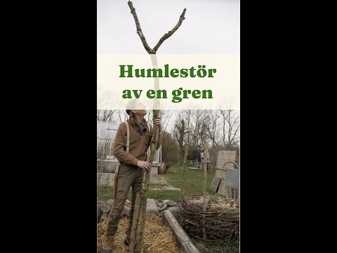 Odla humle hemma? Gör en humlestör av en gren - Trädgårdshacks med GardenR