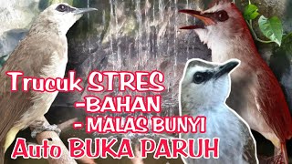 Download lagu TERAPI TRUCUKAN BIAR CEPAT GACOR dengan SUARA AIR - MASTERAN TRUCUKAN STRES & MALAS BUNYI agar GACOR mp3 Download lagu TERAPI TRUCUKAN BIAR CEPAT GACOR dengan SUARA AIR - MASTERAN TRUCUKAN STRES & MALAS BUNYI agar GACOR mp3