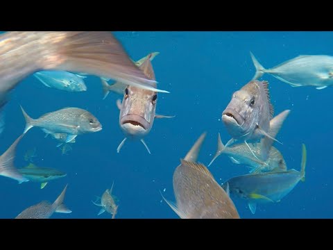 Freediving the CRYSTAL CLEAR Poor Knights Islands- One of New Zealand's BEST Dives!