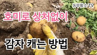 호미로 상처없이 감자캐는 방법
