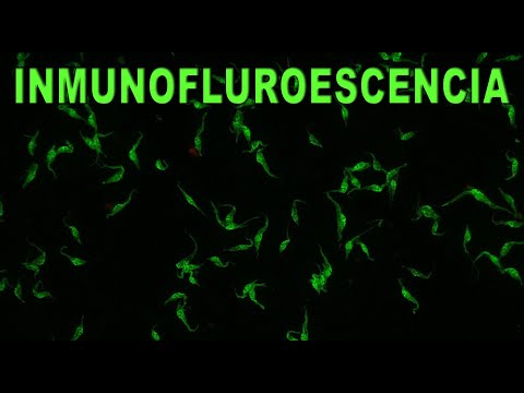 Técnicas inmunológicas | Inmunofluorescencia