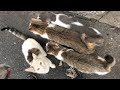 Hungry Cats Meow And White Cat With Orange Tail