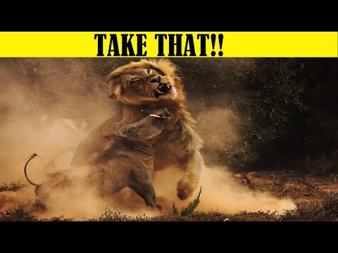 10 Predators Surprised by Their Prey (Prey Beats Predator)